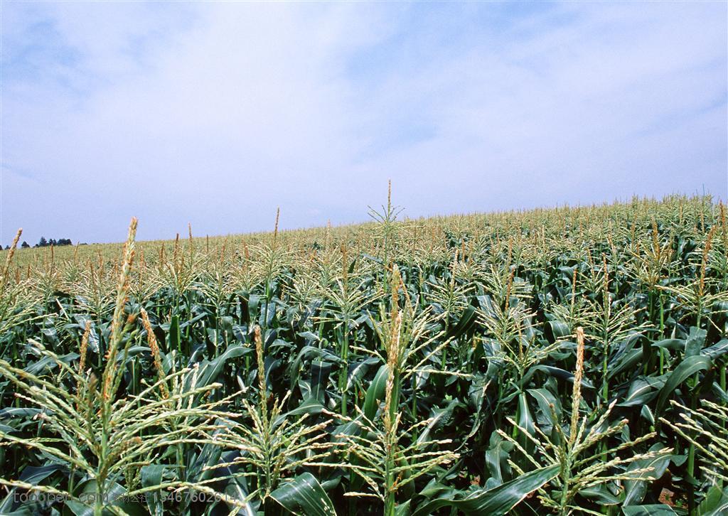 农作物-蓝天白云细的坡地上成片的玉米地