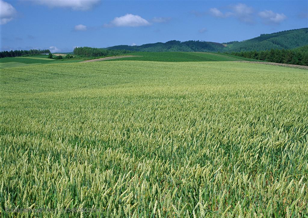 农作物-山丘上波浪形的麦地