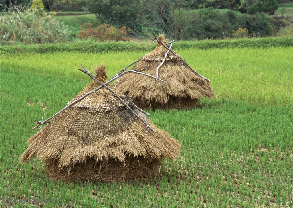 农作物-在稻田里的稻草堆起来的草堆