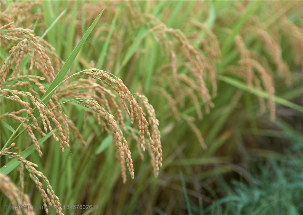 农作物-田埂边的稻穗沉甸甸