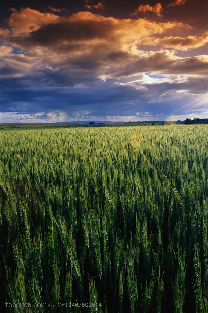 农作物-五彩云朵下绿油油的麦田