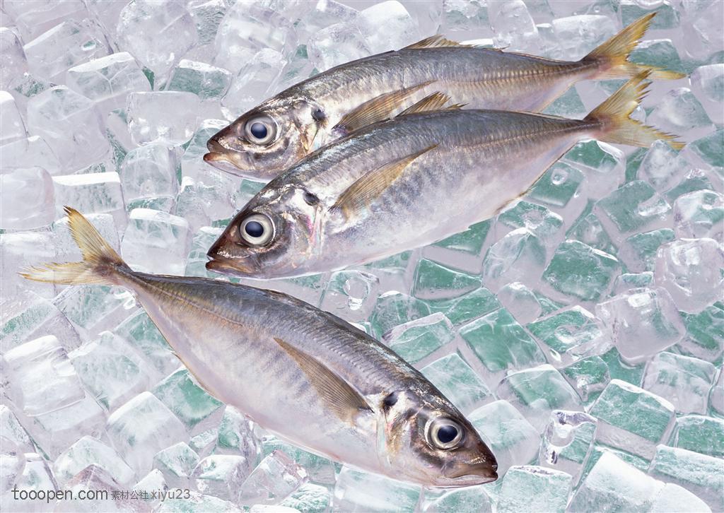 新鲜鱼类-冰块中的三只鲜鱼