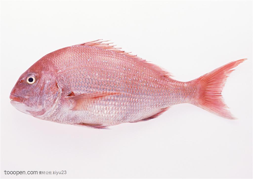 新鲜鱼类-粉色的鲳鱼