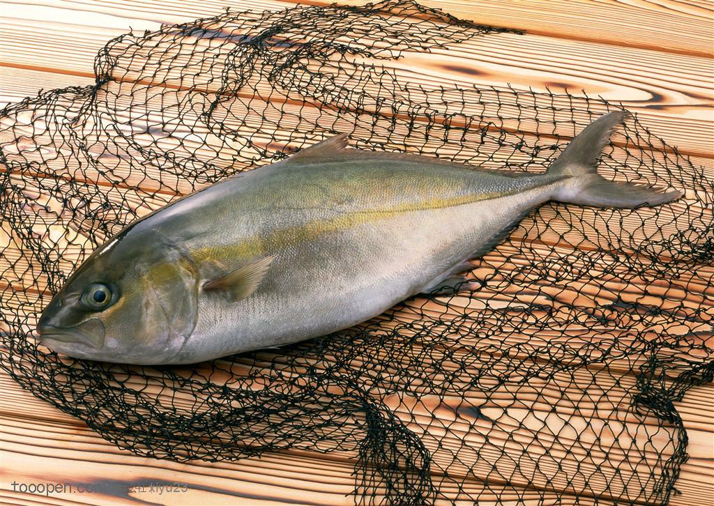 新鲜鱼类-网子上的鲳鱼