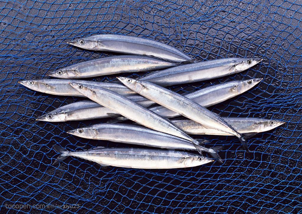 新鲜鱼类 网子上的银色小鱼 素材公社