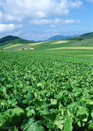 农作物-山丘上成片的种植着蔬菜