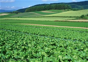农作物-蓝天白云下的山丘上大面积的种植着蔬菜