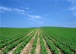 农作物-蓝天白云下的整齐的种植着大豆苗