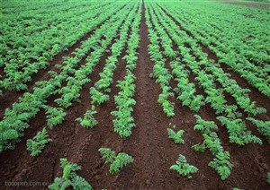 农作物-在肥沃的土地上种植着红萝卜苗