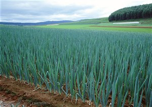 农作物-地里种植着成片的大葱