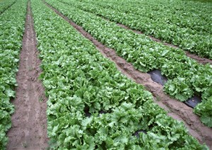 农作物-种植在地里的生菜可采收