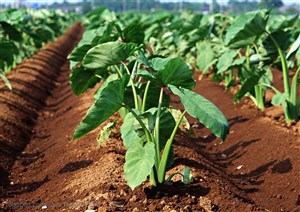 农作物-地里整齐的种植着芋头苗特写