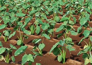 农作物-种植在地里的芋头苗