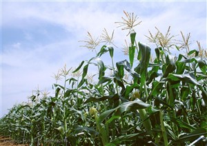 农作物-地里种植着成片的玉米