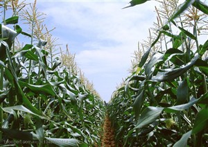 农作物-站在玉米地里中间向前方望去