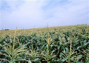 农作物-蓝天白云细的坡地上成片的玉米地