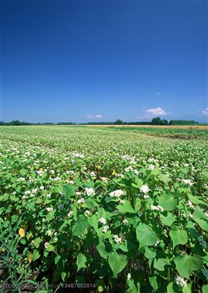 农作物-蓝天白云下的成片开花的蔬菜