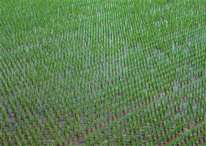 农作物-在稻田里开始生长的水稻