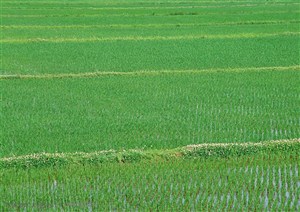 农作物-稻田里的水稻长得郁郁葱葱