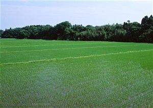 农作物-小丘林旁边的稻田里种植着水稻