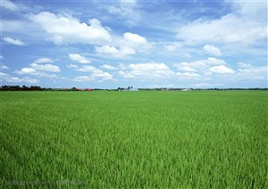 农作物-蓝天白云下开始抽穗的水稻