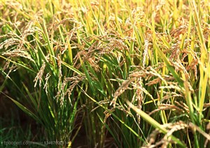 农作物-稻田里已成熟稻穗特写