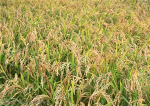 农作物-已经成熟的稻穗等待收割