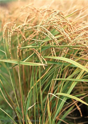 农作物-在风中摇曳的成熟稻穗
