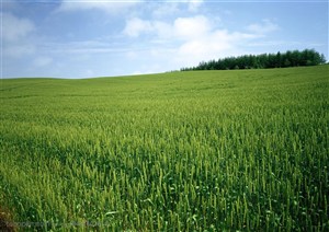 农作物-麦地里的麦子开始成熟的
