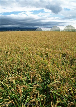 农作物-稻田里的水稻和旁边的大棚蔬菜棚