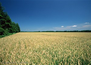 农作物-蓝天白云下树林边的麦田