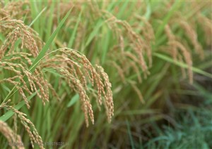 农作物-田埂边的稻穗沉甸甸