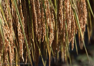 农作物-收割好的稻穗倒挂起来的特写