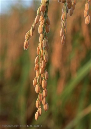 农作物-稻田里垂下来的稻穗特写
