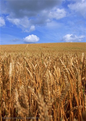 农作物-蓝天白云下成熟的一望无际的麦田