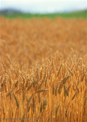 农作物-成熟的麦田里的麦子等待收割