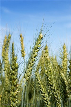 农作物-未成熟的麦穗特写