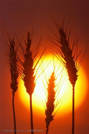 农作物-阳光照耀着的麦穗特写