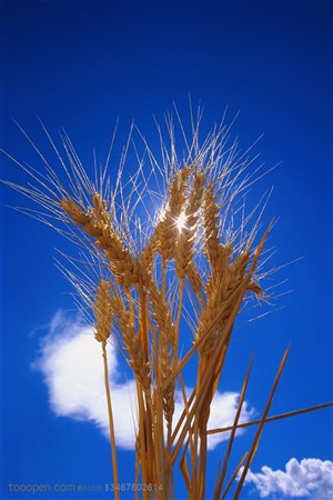 农作物-蓝天白云下的一束麦穗特写