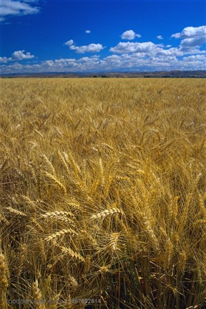 农作物-蓝天白云下被风吹得摆动的麦穗