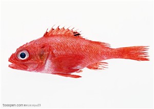 新鲜鱼类- 鲜艳的红色鱼
