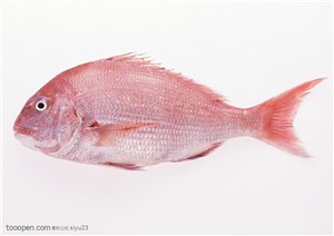 新鲜鱼类-粉色的鲳鱼