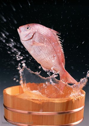 新鲜鱼类-飞跃出的红色鲳鱼