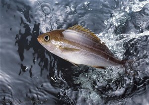 新鲜鱼类-水中游动的鲜鱼