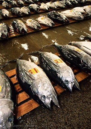 新鲜鱼类-木板上整齐的鱼
