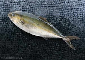 新鲜鱼类-网格上的鲳鱼