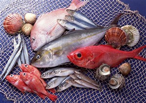 新鲜鱼类-种类繁多的鱼