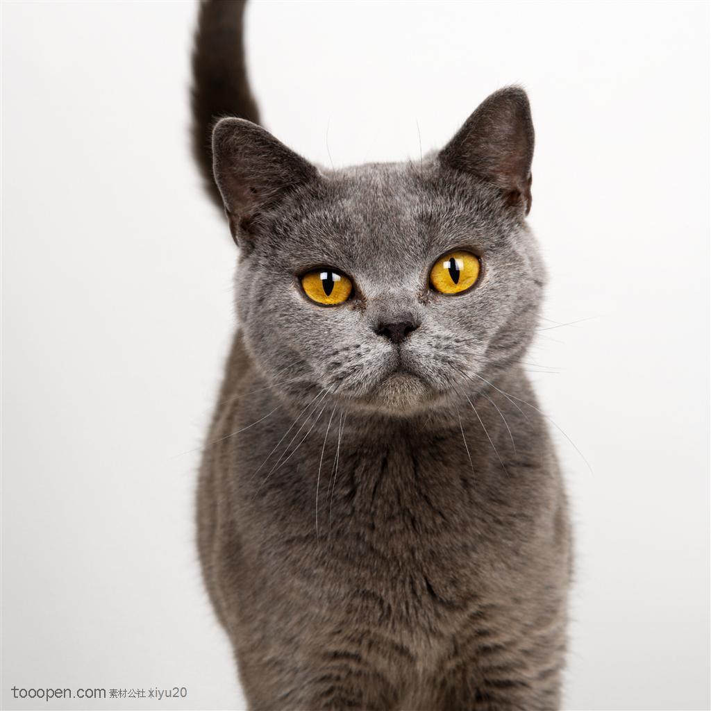 宠物世家-灰色的小猫