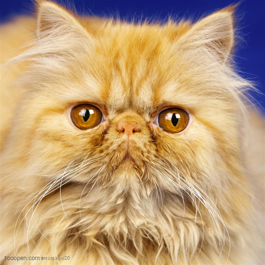 宠物世家-金色的波斯猫