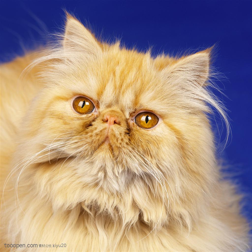 宠物世家-可爱的金色波斯猫